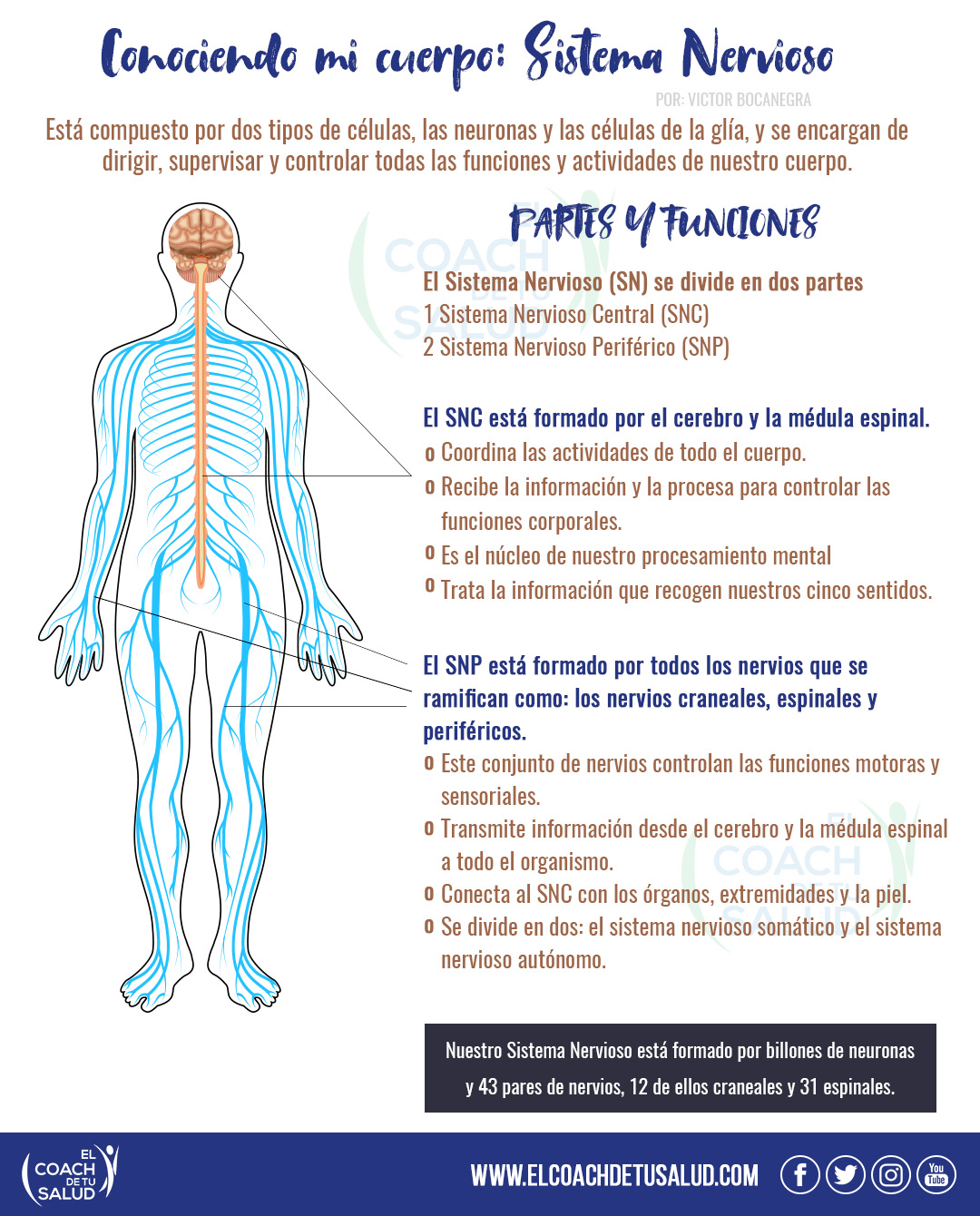 Arriba 100+ Foto Cuidados Del Sistema Nervioso Para Niños De Primaria ...