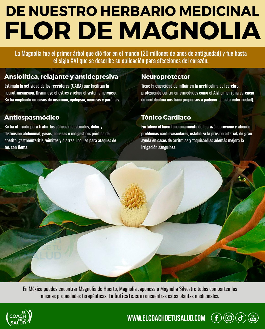 Cuida tu corazón con Flor de Magnolia – El Coach de tu Salud