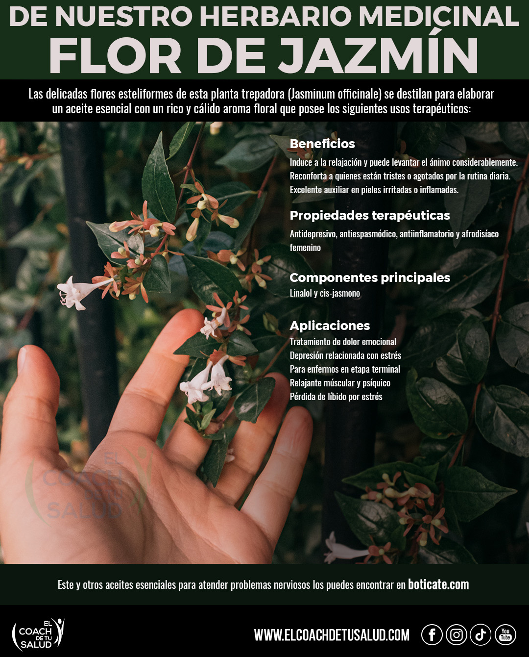 Jazmín, planta medicinal sedante y antidepresiva – El Coach de tu Salud