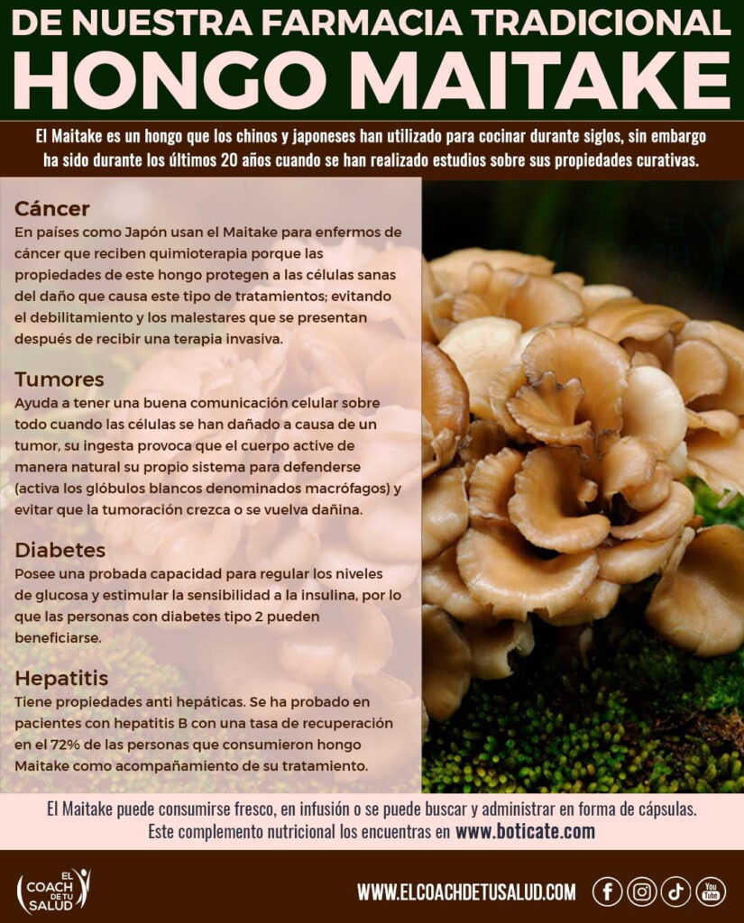 Maitake “rey de los hongos medicinales” contra el cáncer El Coach de